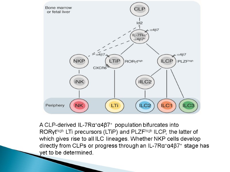 A CLP-derived IL-7Rα+α4β7+ population bifurcates into RORγthigh LTi precursors (LTiP) and PLZFhigh ILCP, the